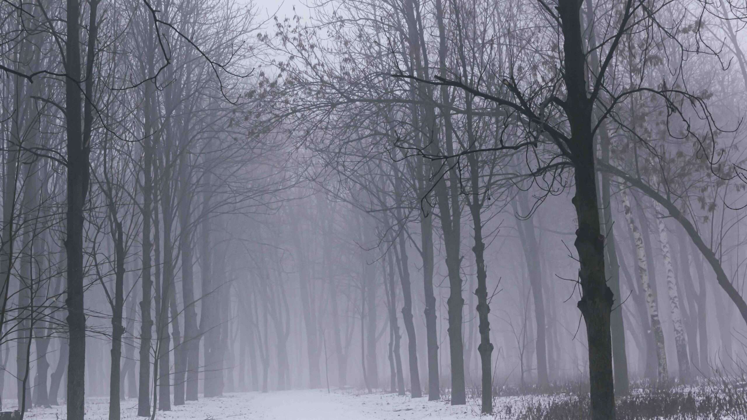Paysage d'hiver avec brouillard et arbres