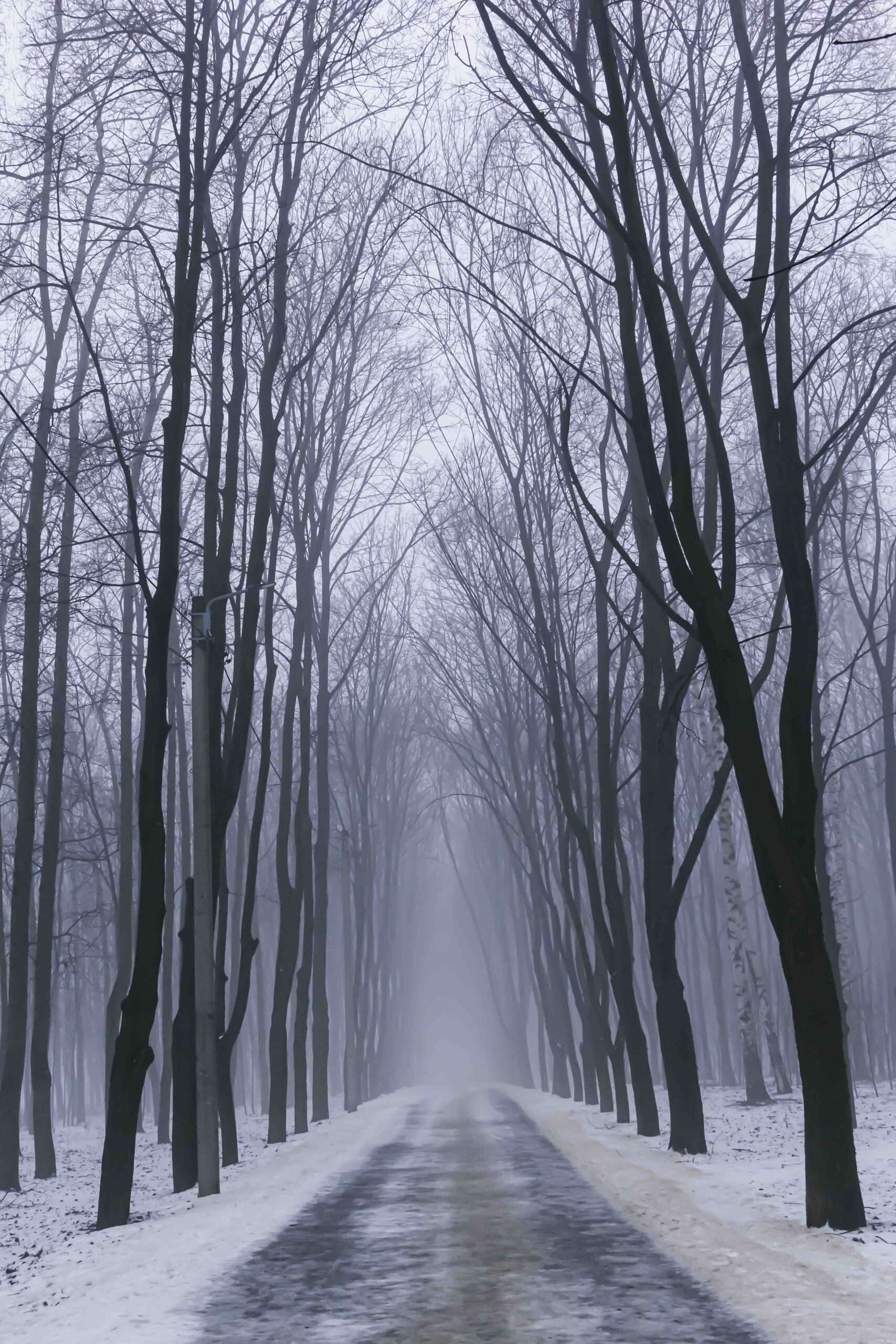 Paysage d'hiver avec brouillard et arbres